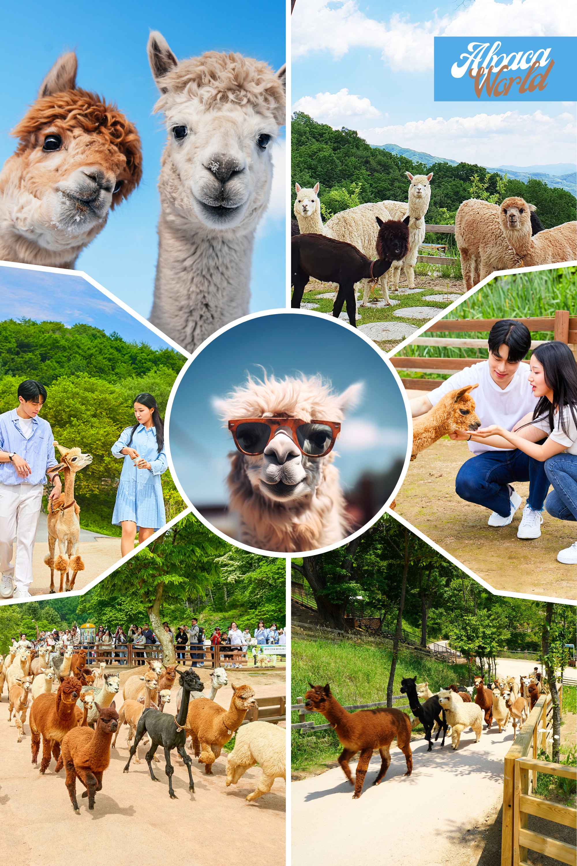 南怡島／草泥馬／鐵道自行車／小法國村／晨靜樹木園一日遊