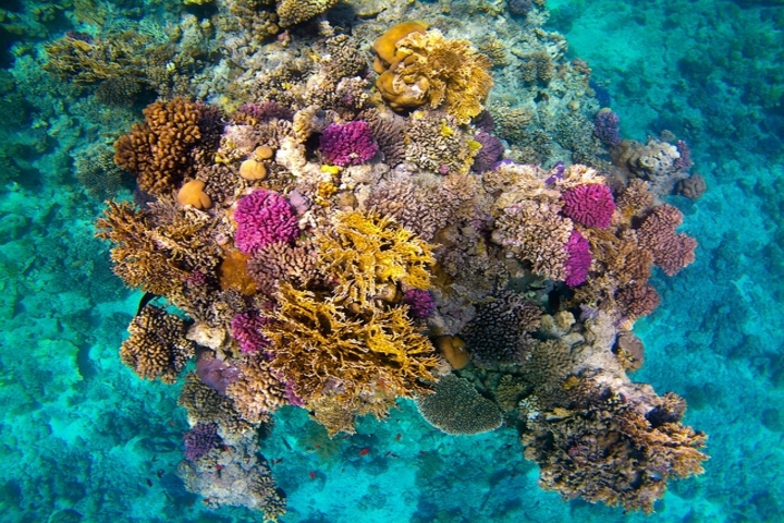 hamata-island-coral-reef