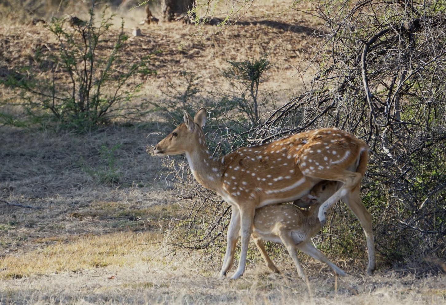 From Jaipur: Ranthambore National Park Day Trip with Safari
