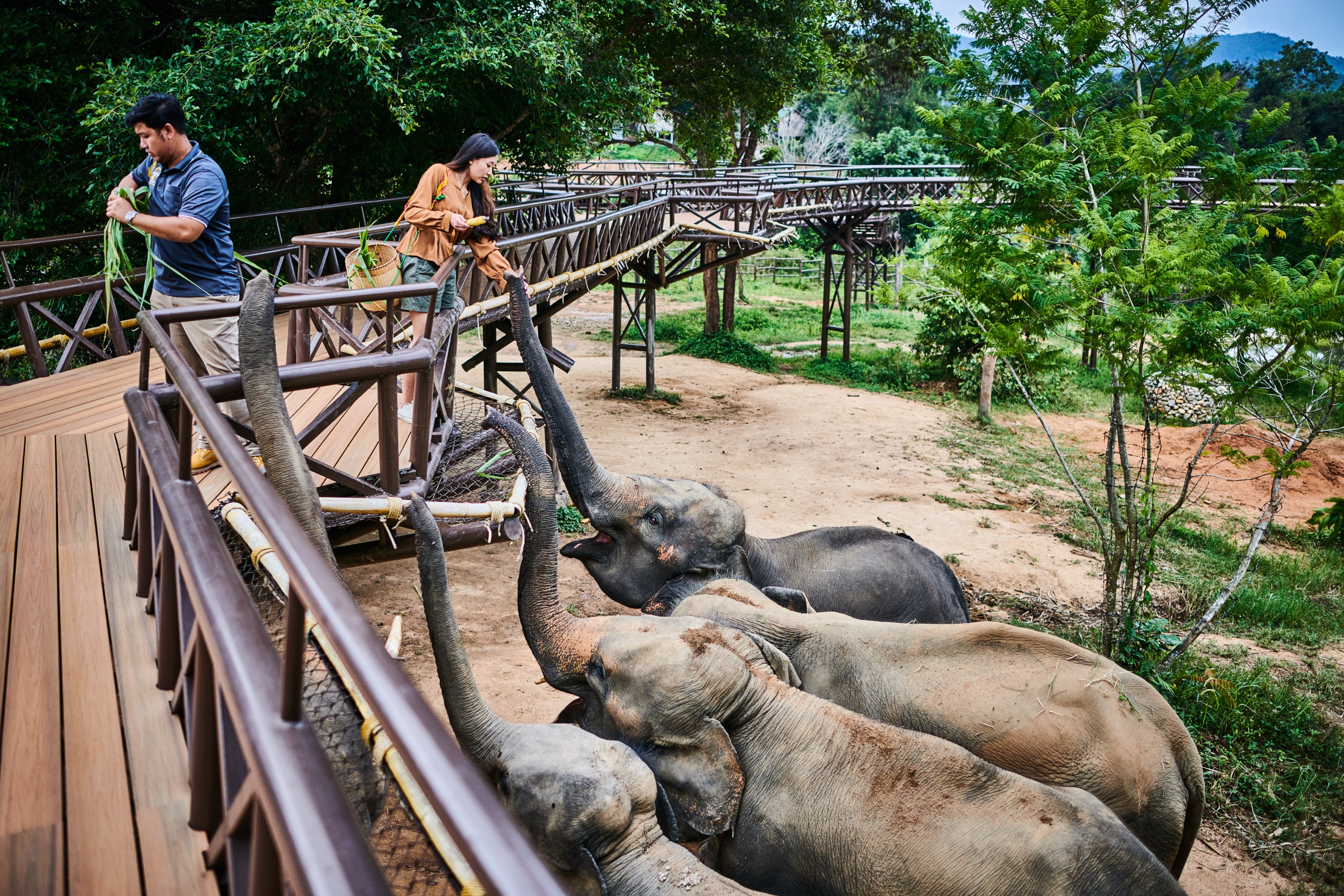 蘇梅島大象王國（Elephant Kingdom）體驗