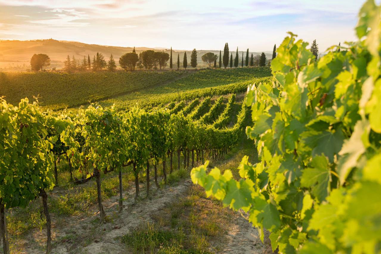 Brunello wine tasting tour in Montalcino with lunch inside castle