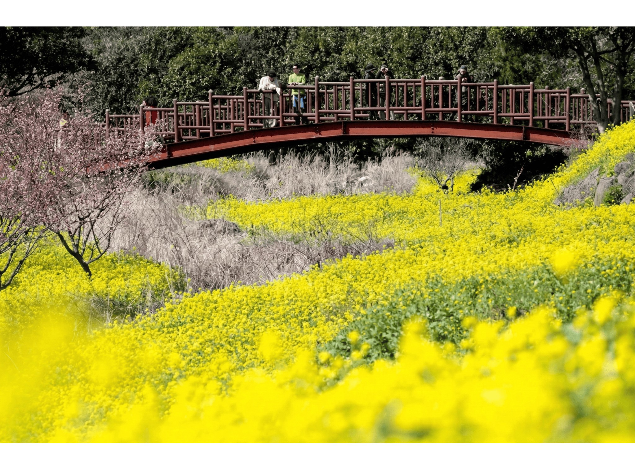 Mt. Halla & Aewol Cafe Street Full-Day UNESCO Tour
