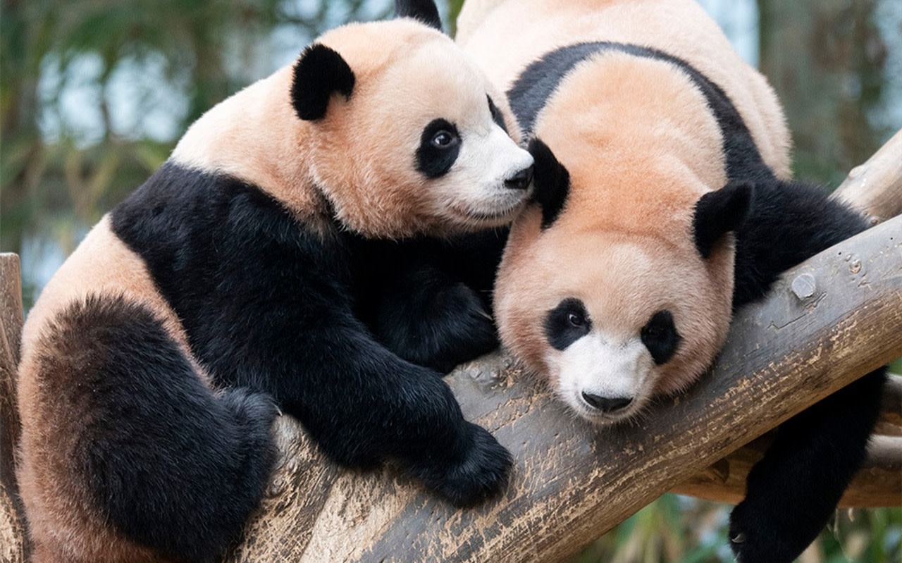 Everland Tour with Shuttle: Fast Panda World Entry (Ends 28/2)