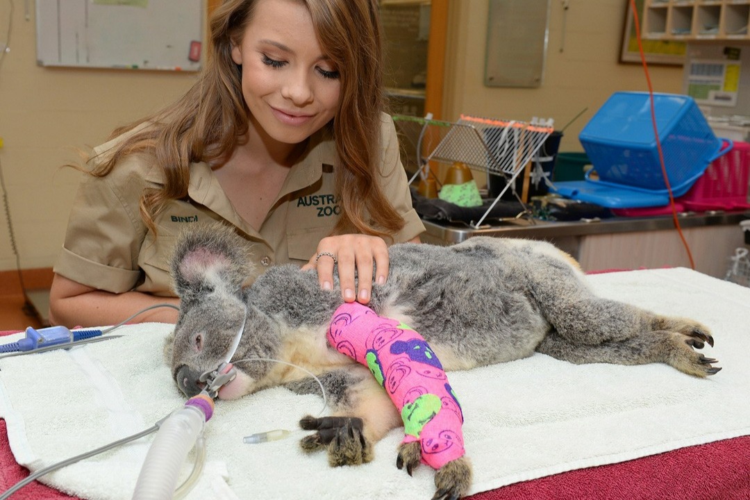 Get a sneak peek at the Australia Zoo Wildlife Hospital's amazing work