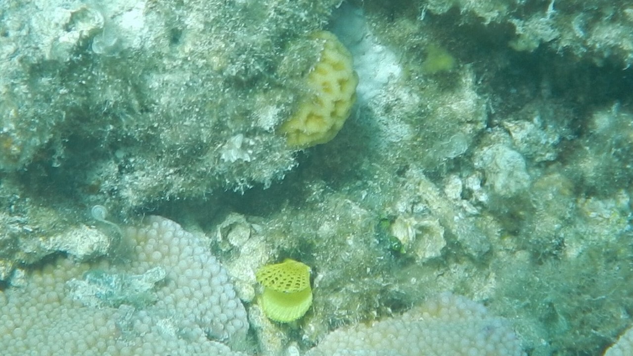 赫爾格達海豚之家