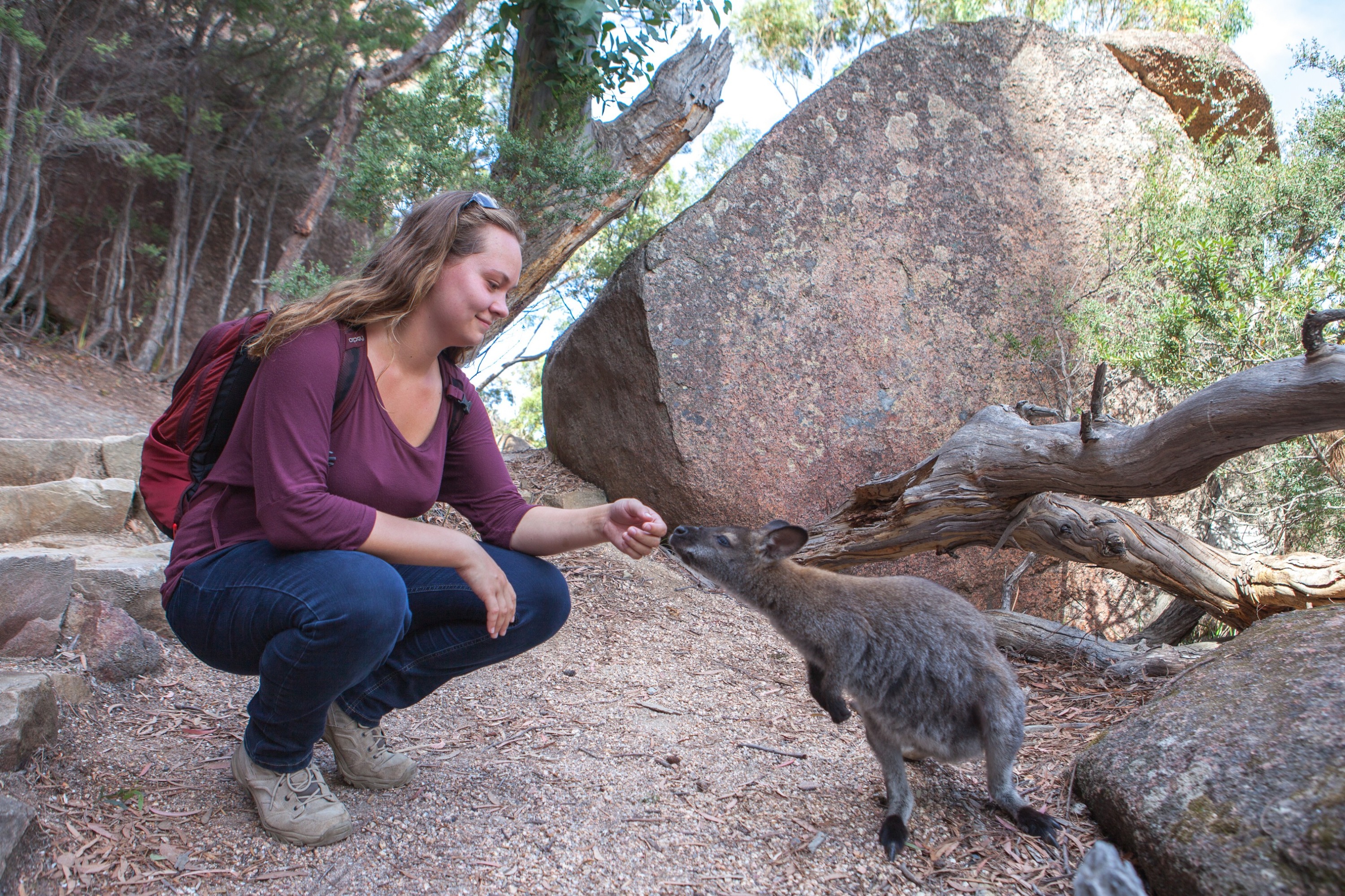 Wineglass Bay Explorer Tour