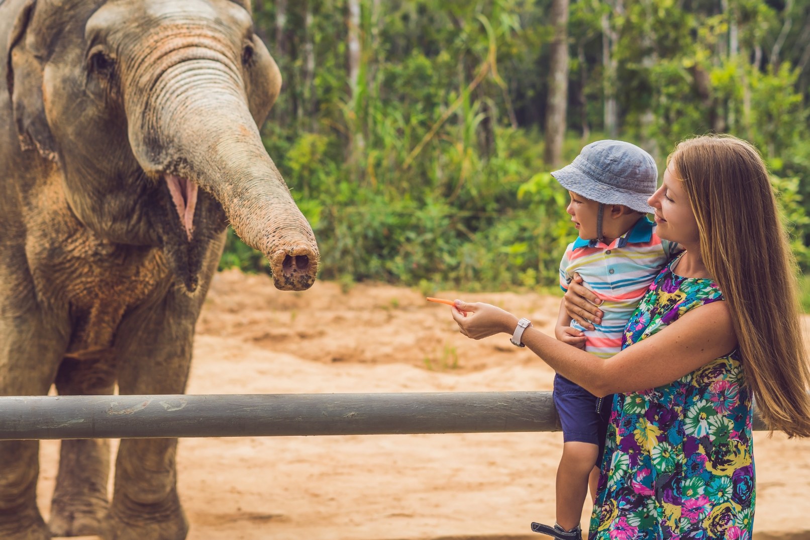 Elephant Jungle Journeys: Chiangmai's Best Budget Deals Await!