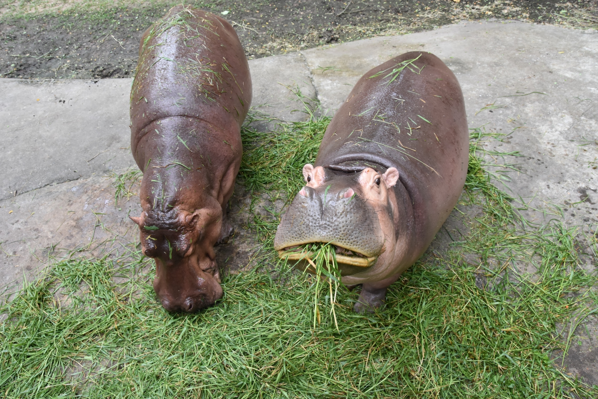 Khao Kheow開放式動物園私人之旅