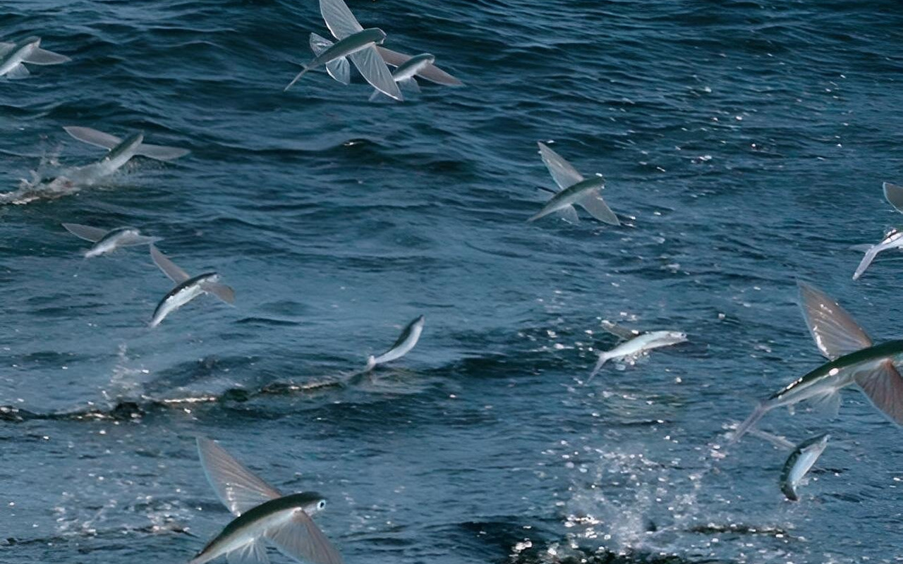 Catalina Nighttime Flying Fish & Undersea Cruise Adventure