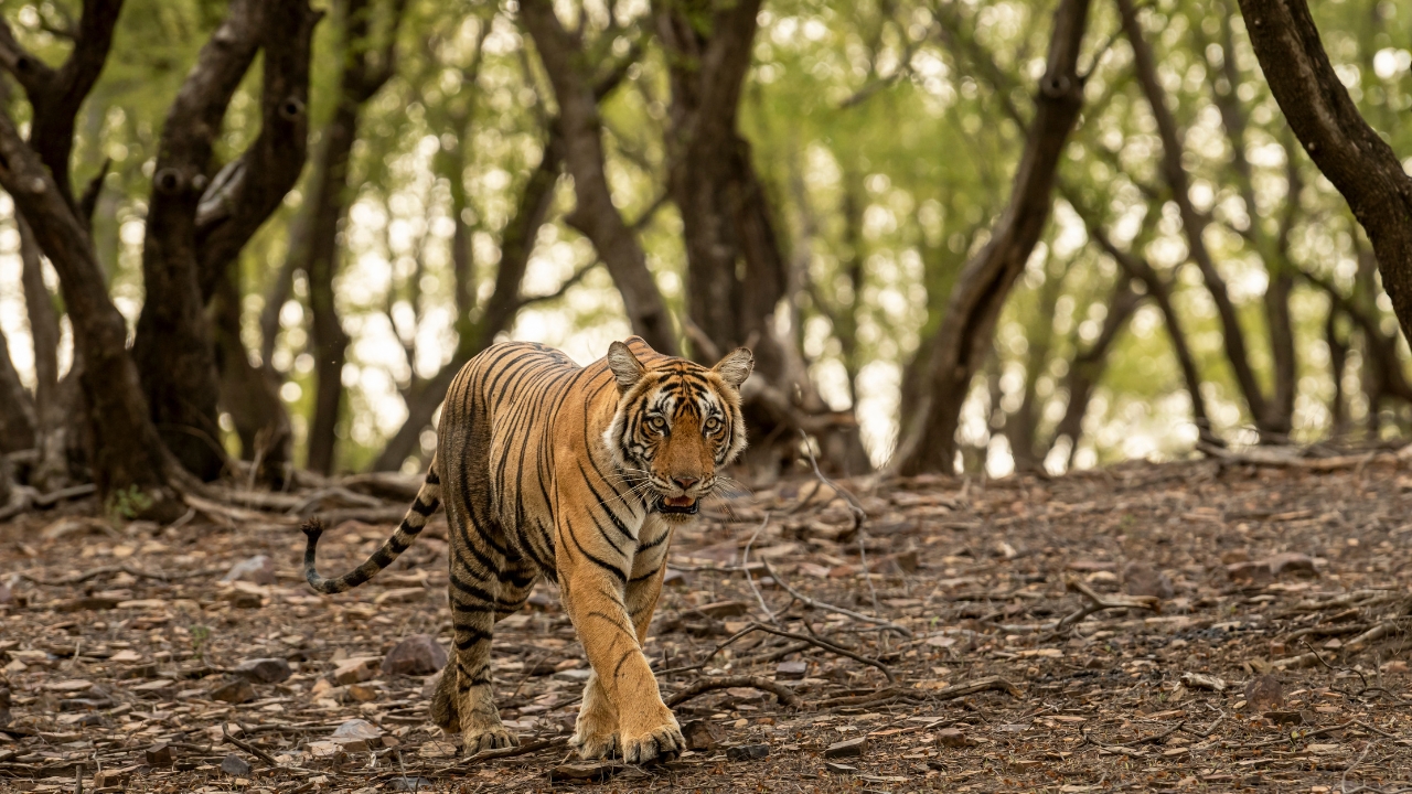 From Delhi: 3 Days Tour of Ranthambore Tiger safari
