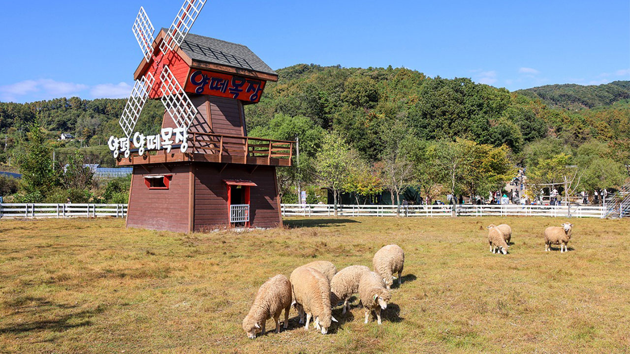 楊平綿羊牧場 - 寬敞的綿羊牧場，以其開闊的自然風光而聞名。