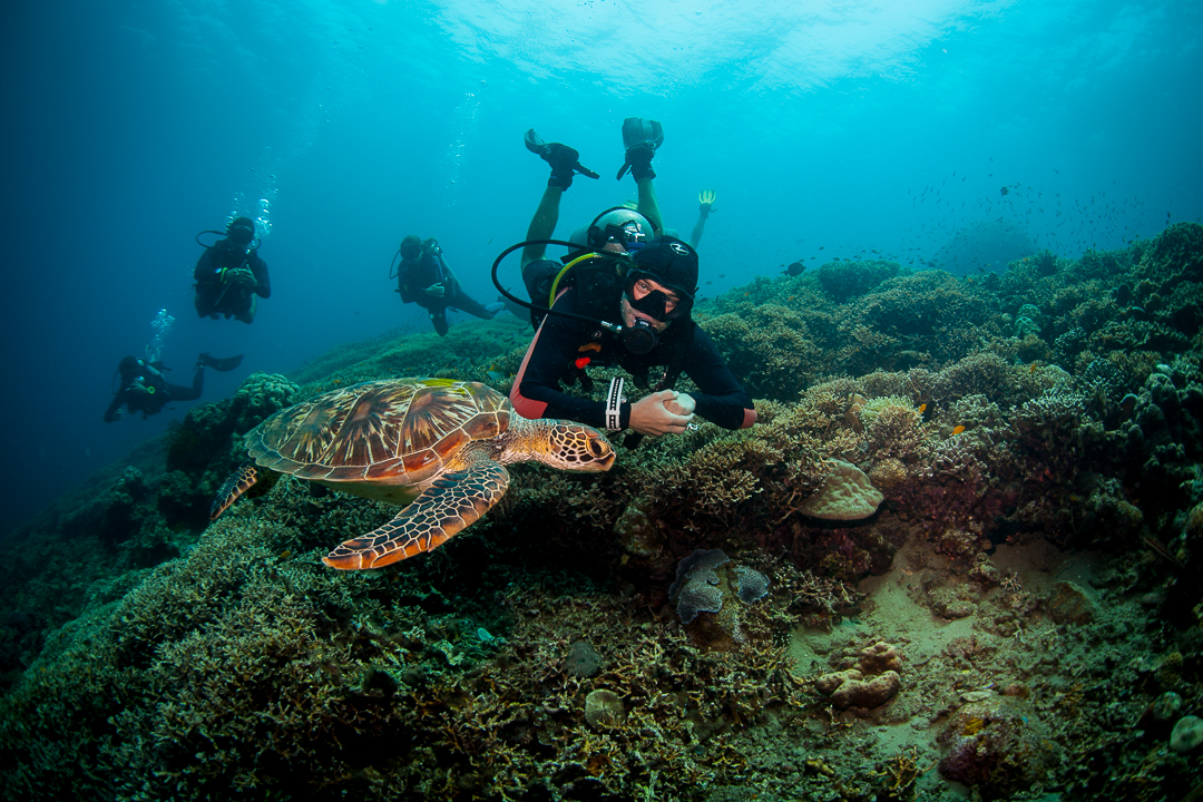 Dauin Delights: Dive Into Open Water Bliss with PADI 5* Center