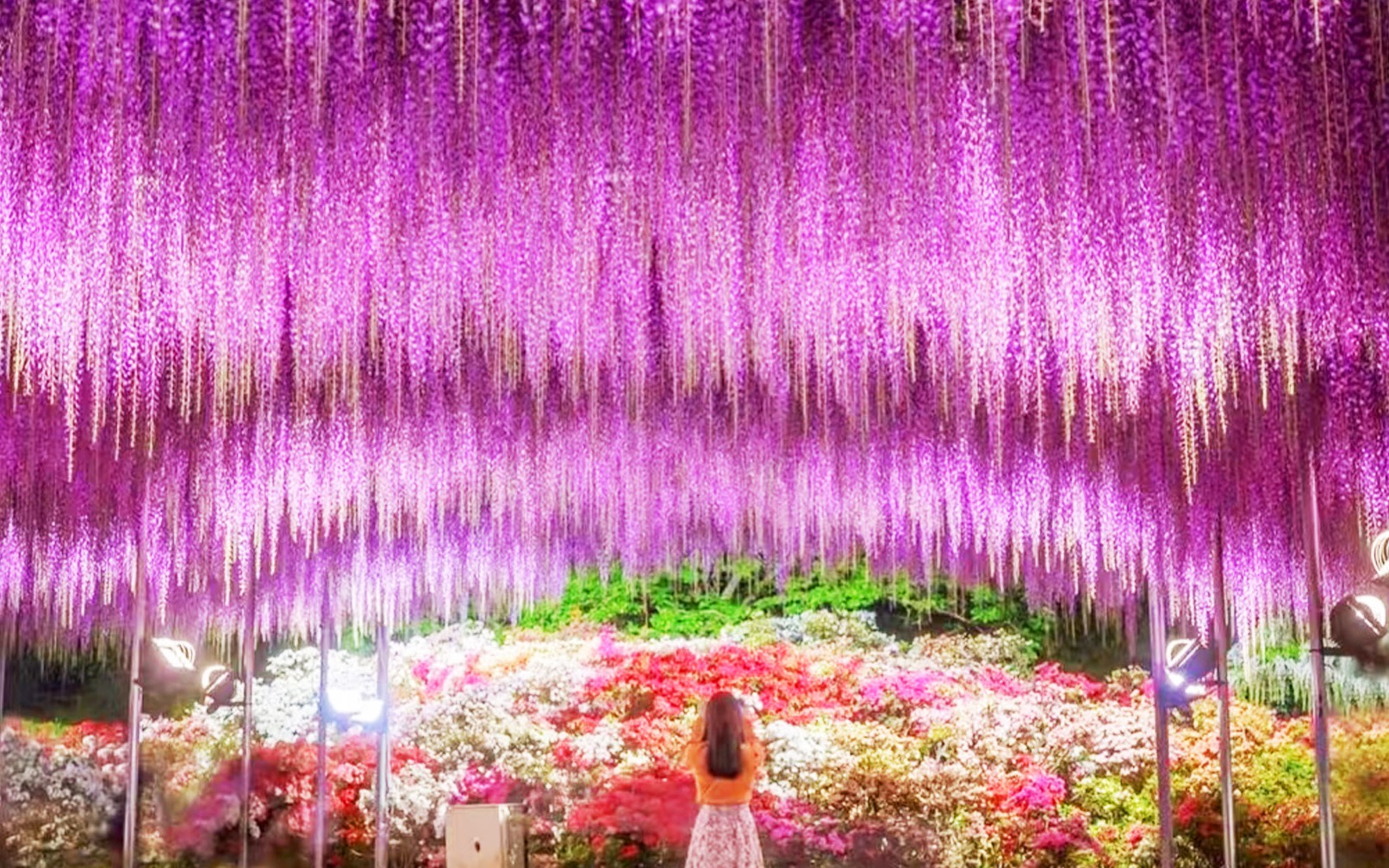 Adachi Flower Park Night Wisteria, Kamiso Torii, and Ibaraki Butterfly Blossom Day Tour｜Depart from Tokyo