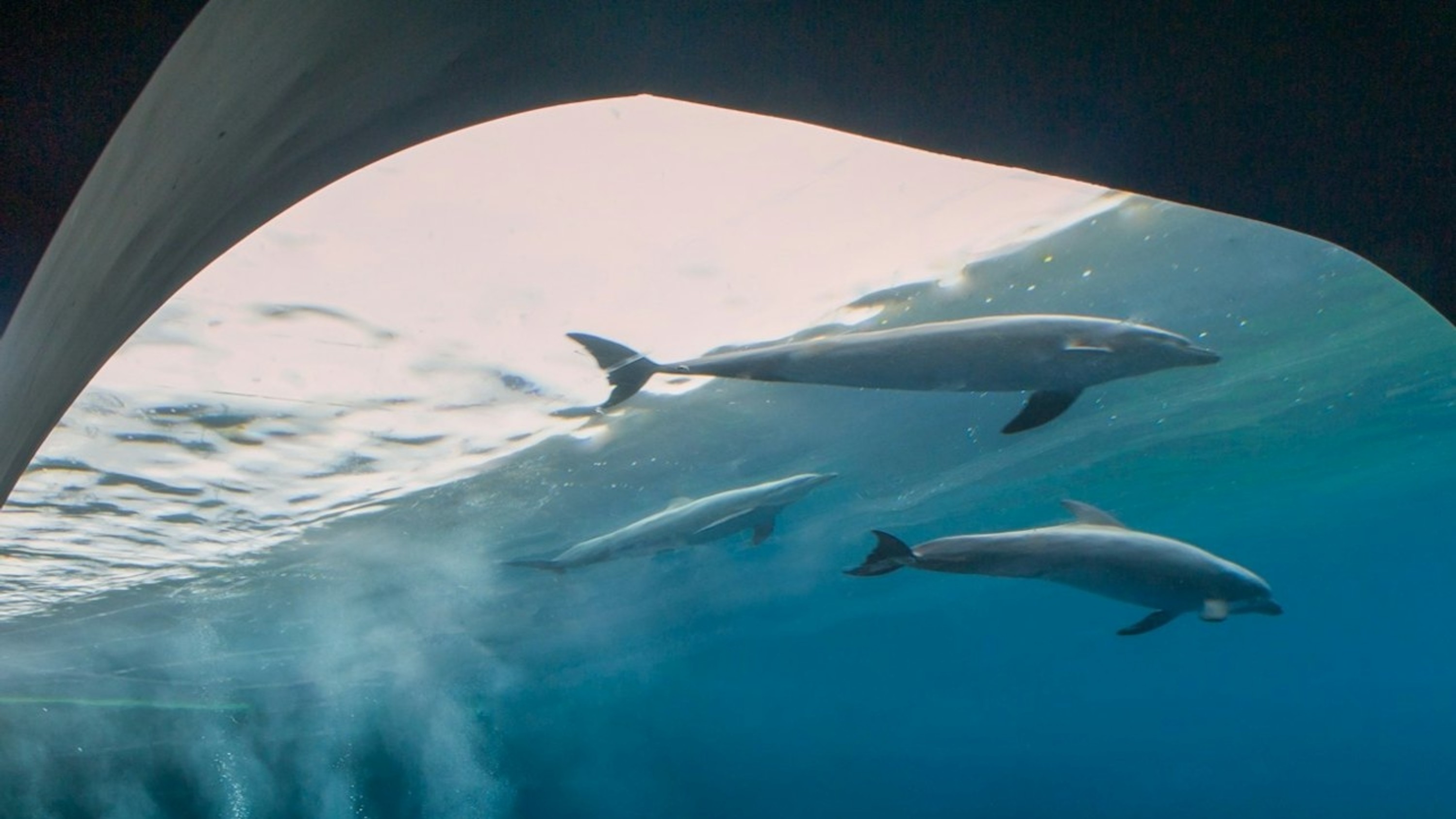 熱那亞水族館與幻覺展門票