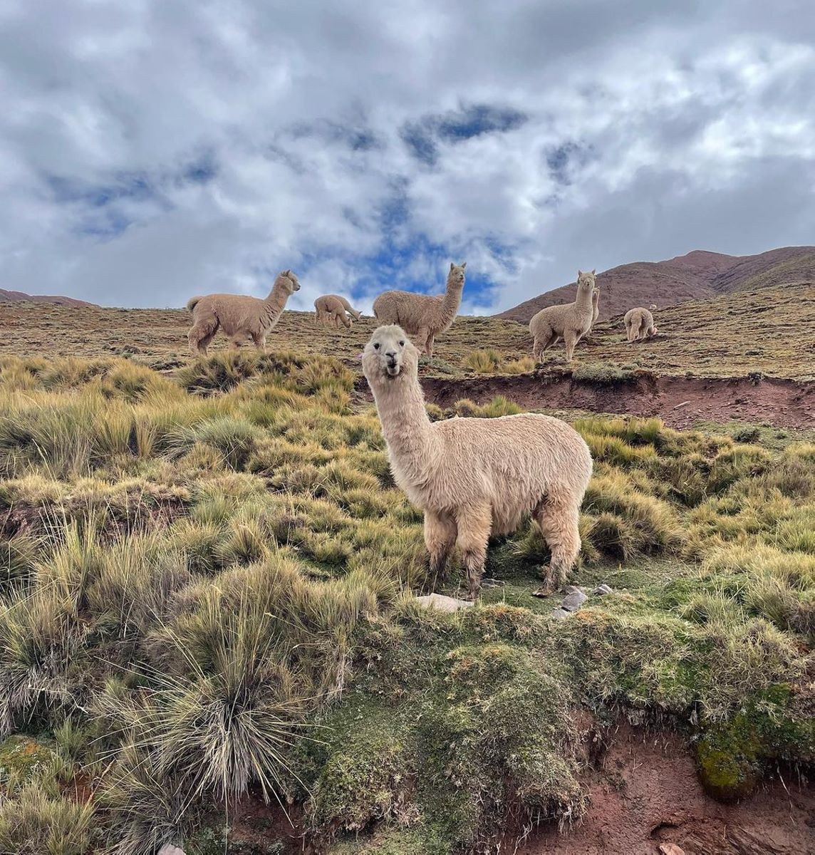 Marcapomacocha - Lakeside Route