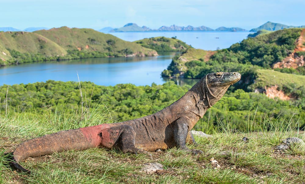 納閩巴焦 (Labuan Bajo) 出發的半芬尼西 (Semi Phinisi) 船隻一日私人遊