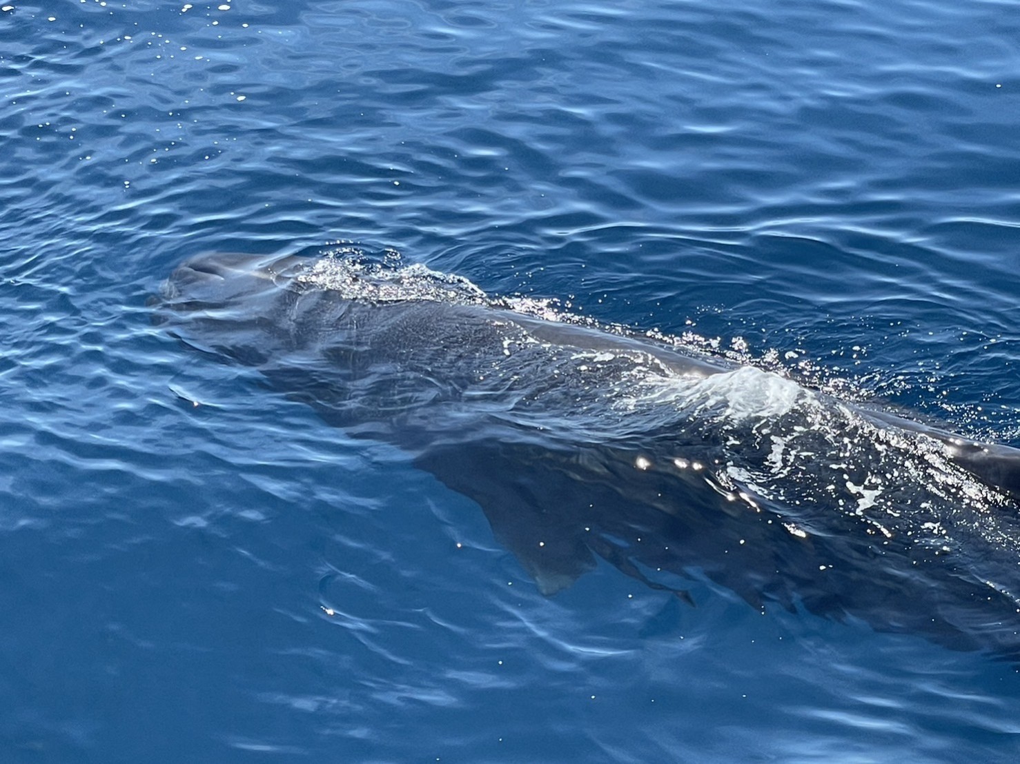 Hualien Whale Watching | Huawei Whale Watching | Whale Watching Guided Experience