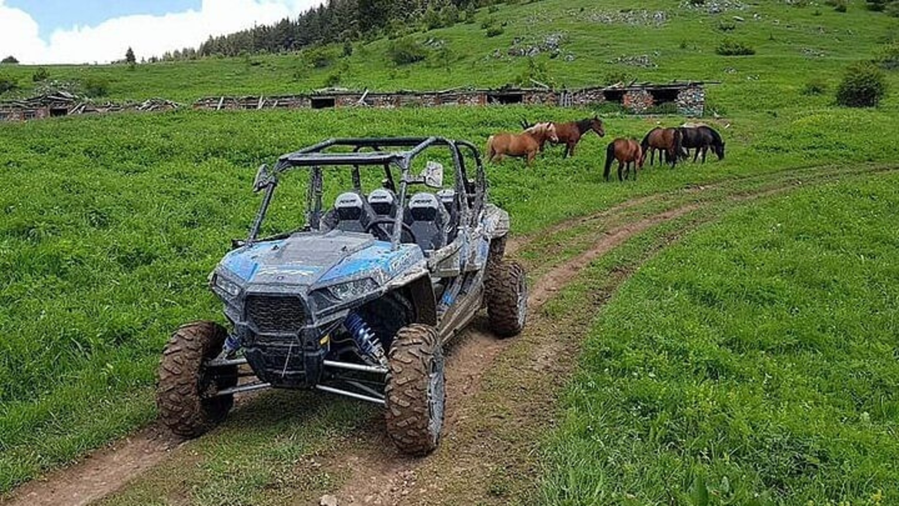 A blue buggy parked with mountain views and horses grazing peacefully in the background