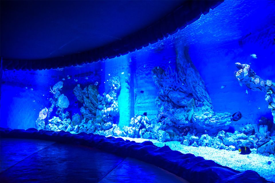 紅海巨型水族館之旅