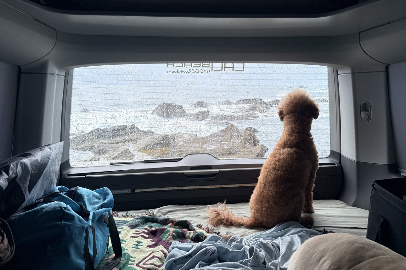 別讓毛孩在家裡等你!他們會很喜歡與你的三天兩夜小旅行! 別讓毛孩在家裡等你!他們會很喜歡與你的三天兩夜小旅行!