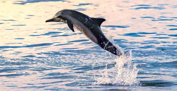 Dolphin Watching in Muscat