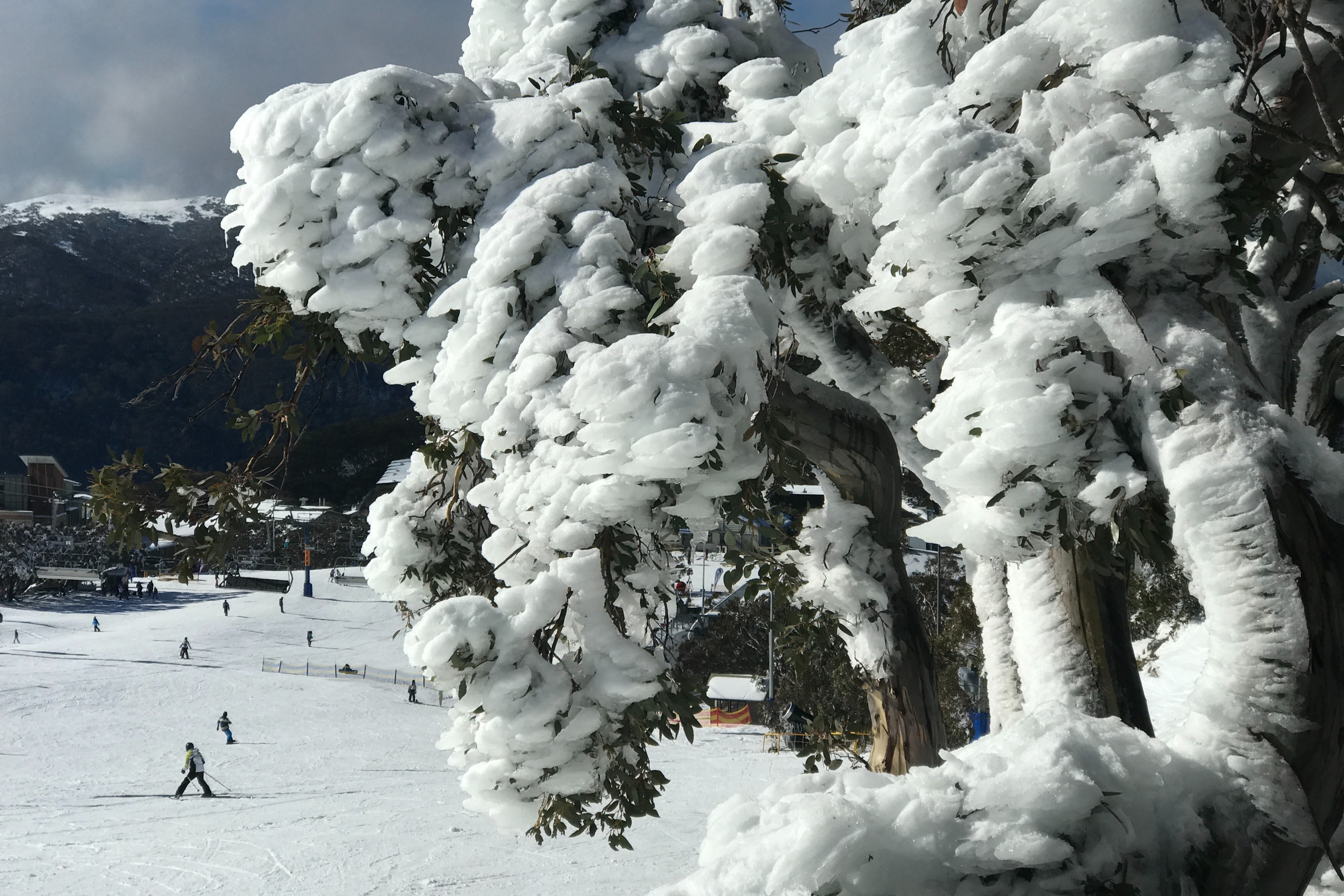 布勒山導覽之旅（墨爾本出發）