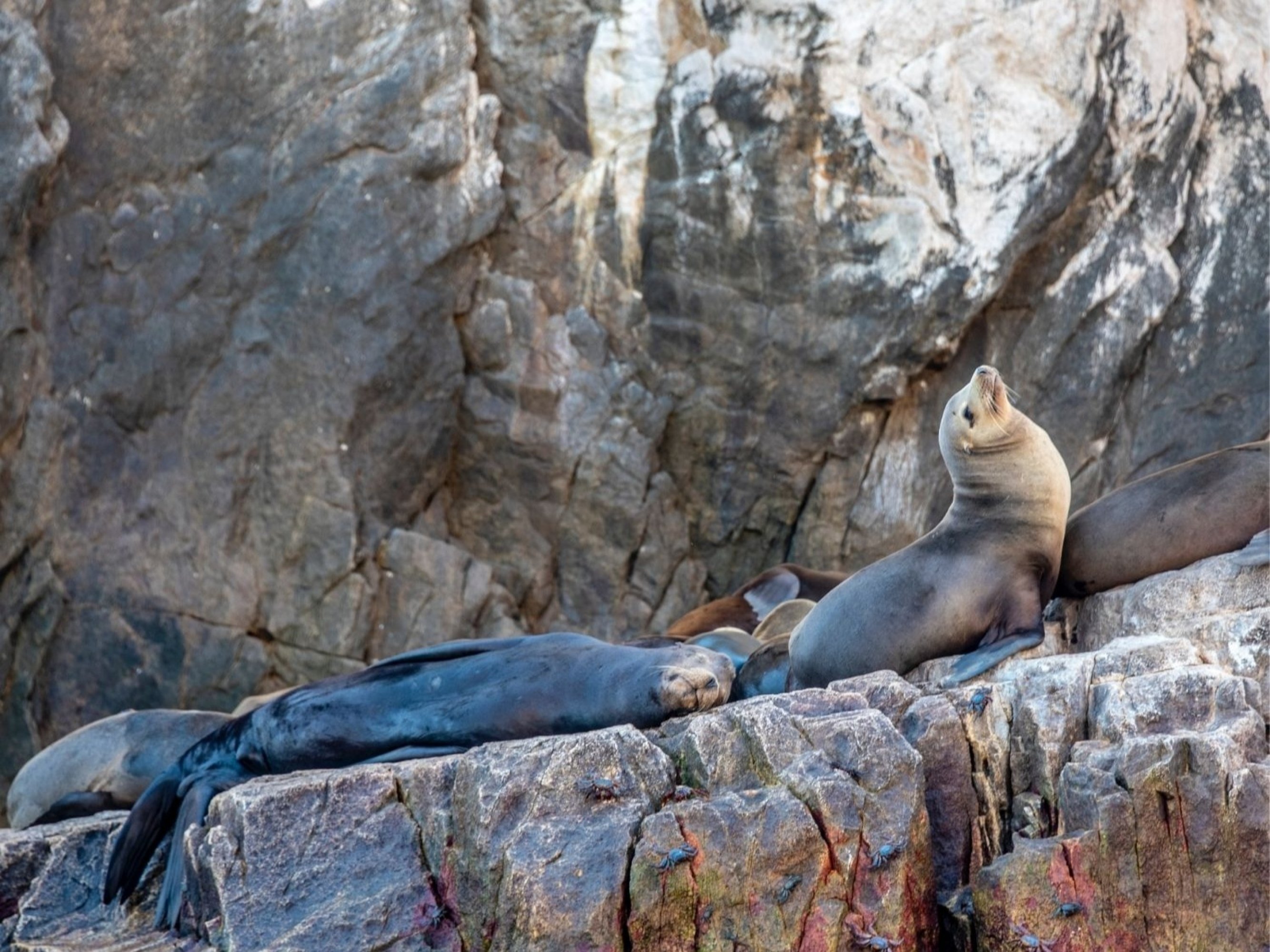 La Paz: Espiritu Santo Island Tour with Snorkeling Experience