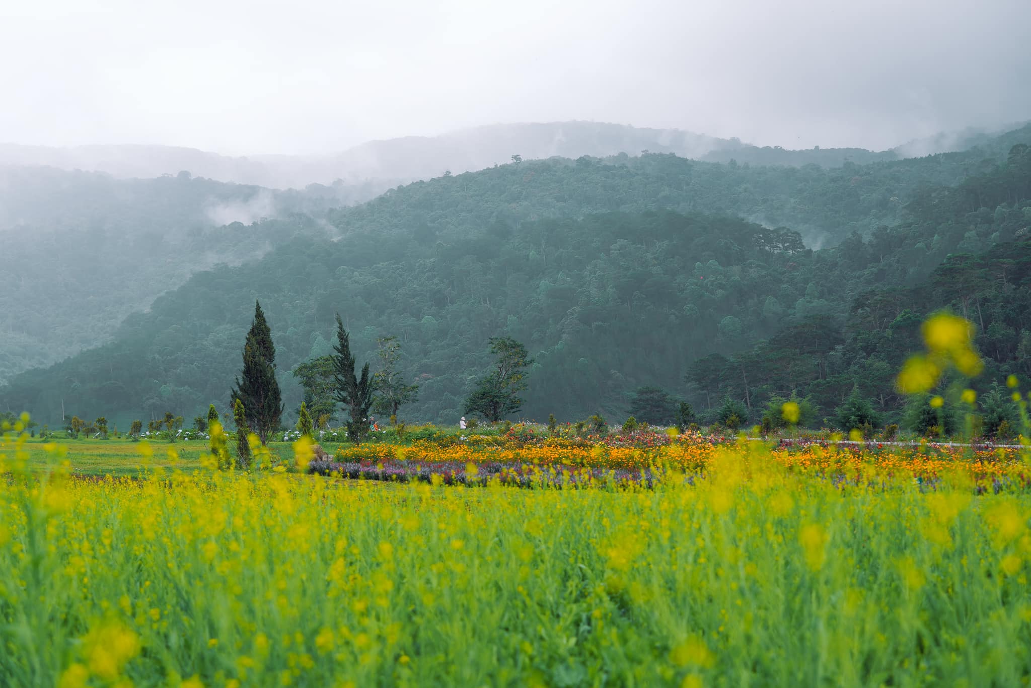 The Florest Ticket in Da Lat City