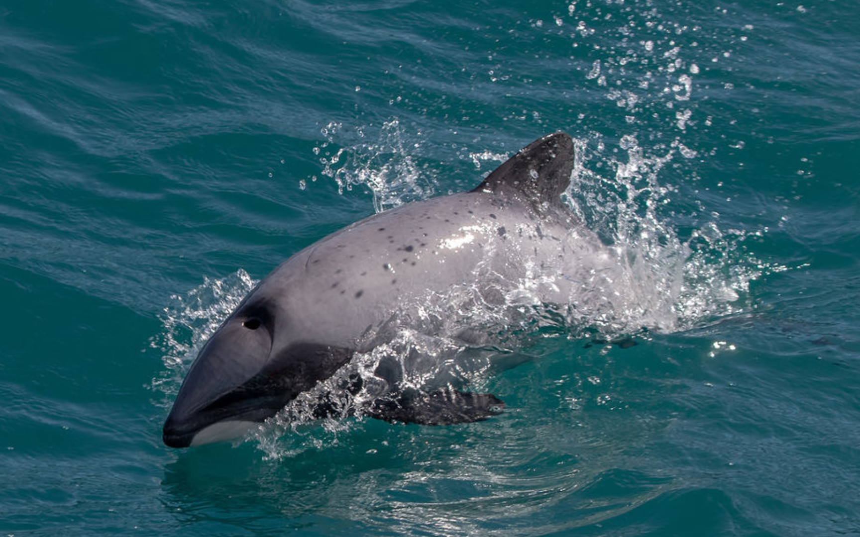 Akaroa Harbour Nature Cruise