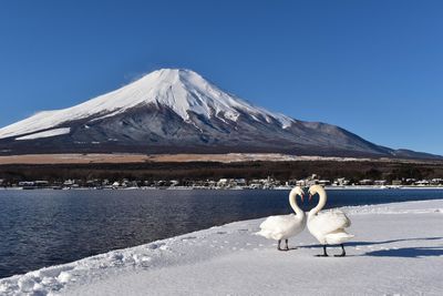 富士山六景熱門打卡拍照一日遊｜淺間公園&日川時計店&忍野八海&河口湖&羅森便利店&山中湖喂天鵝（多種語言可選）
