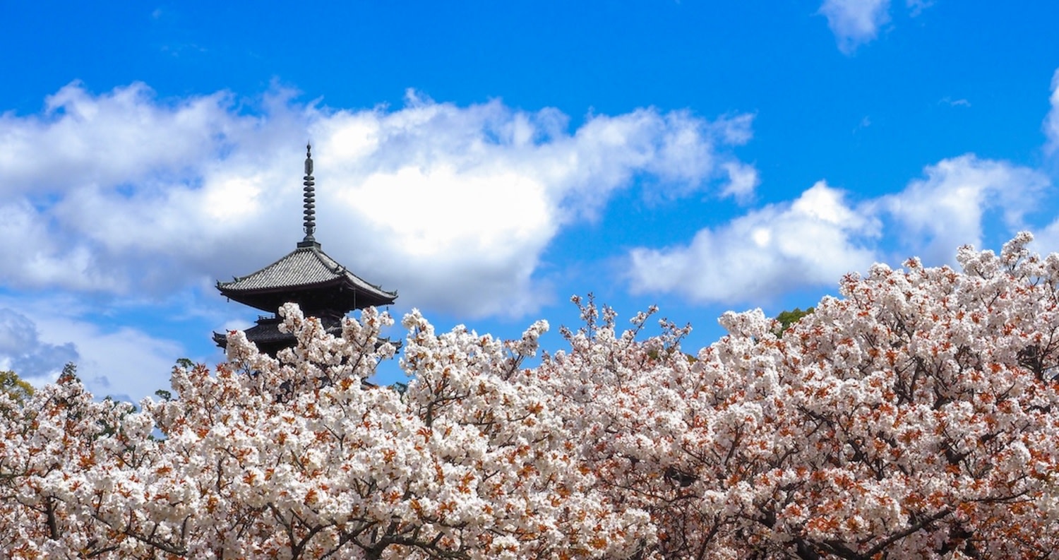 Ninnaji Temple Admission Ticket