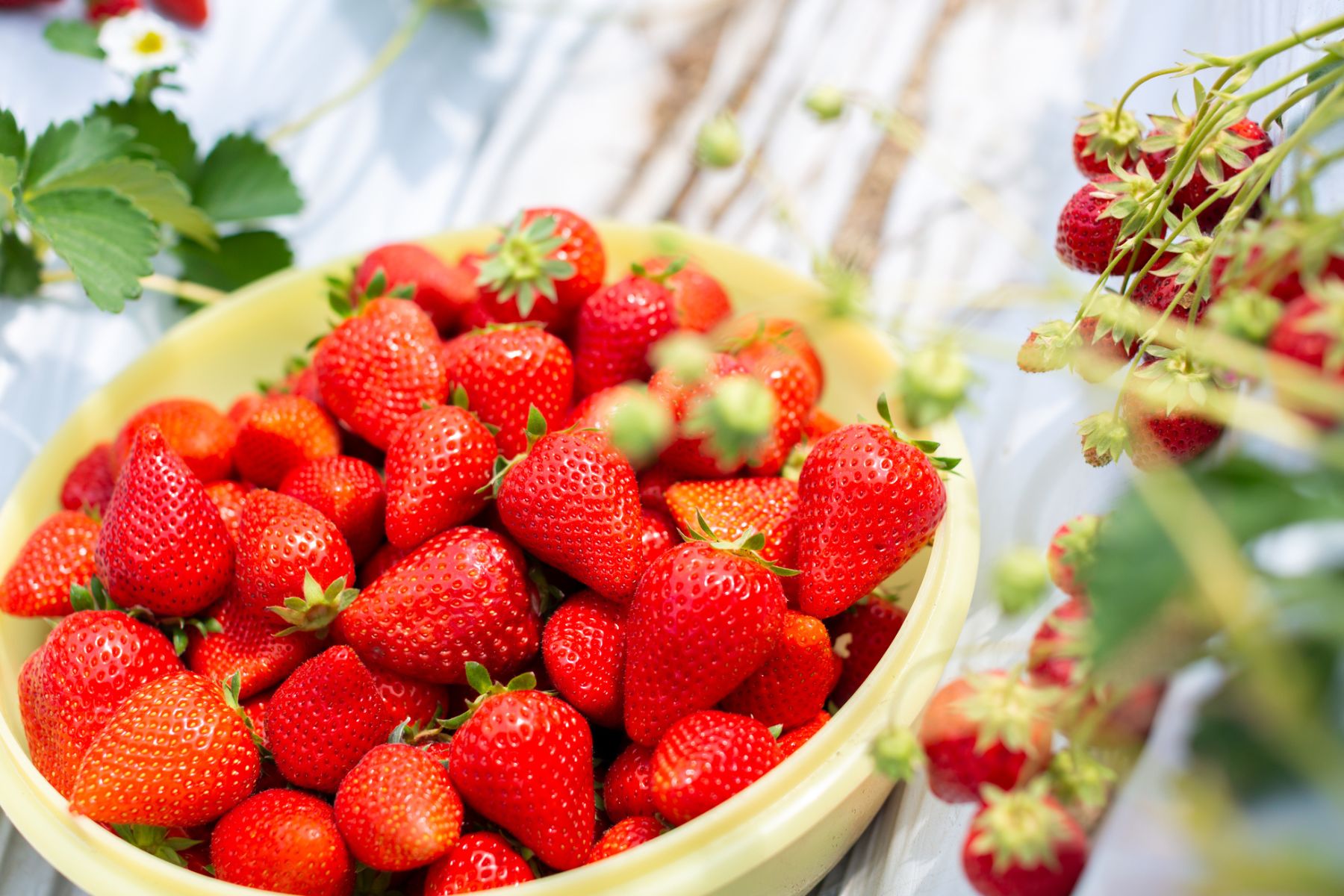 All-you-can-eat strawberry picking