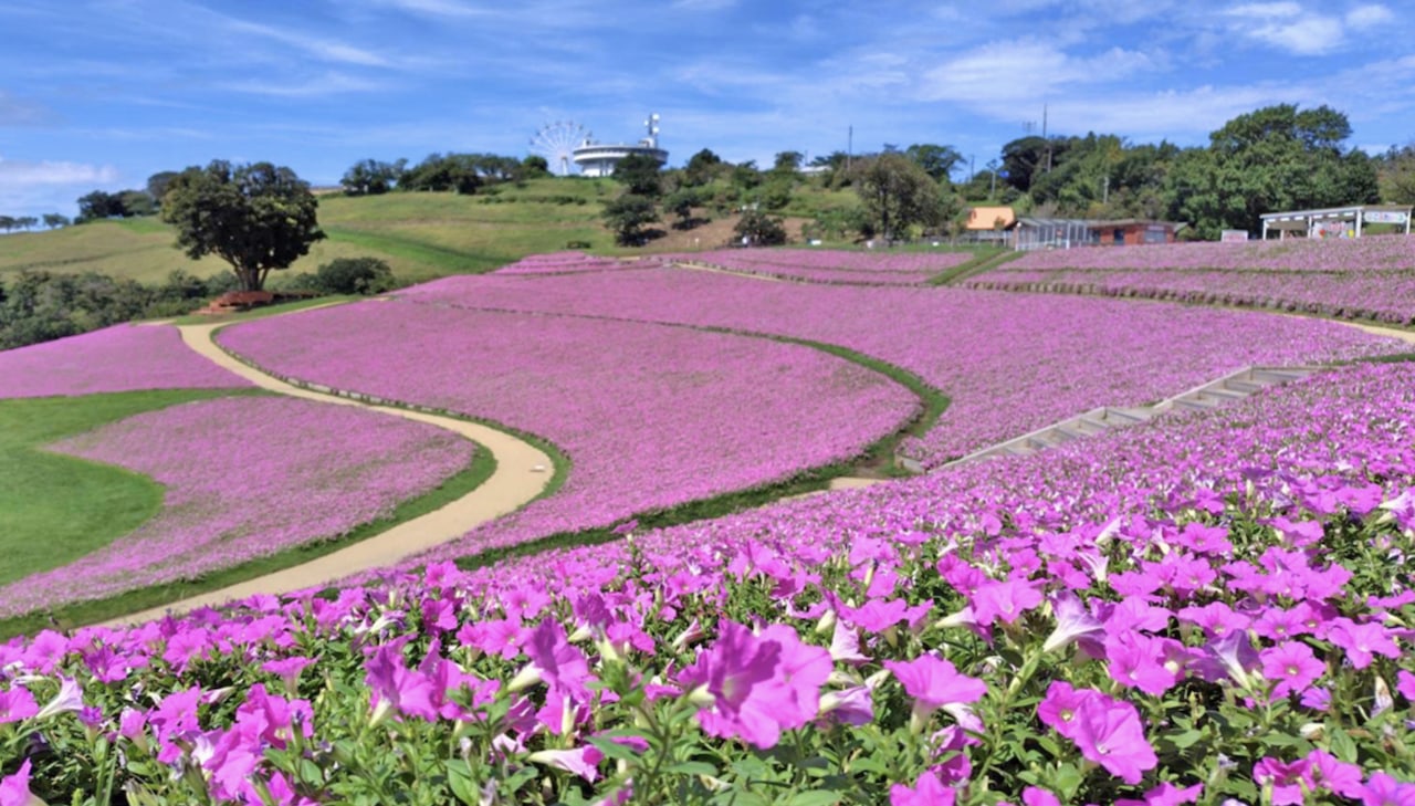 千葉鴨川海洋公園&母親牧場1日遊 (新宿出發)