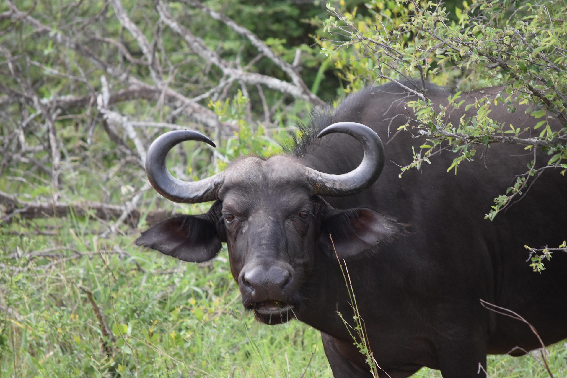 water buffalo