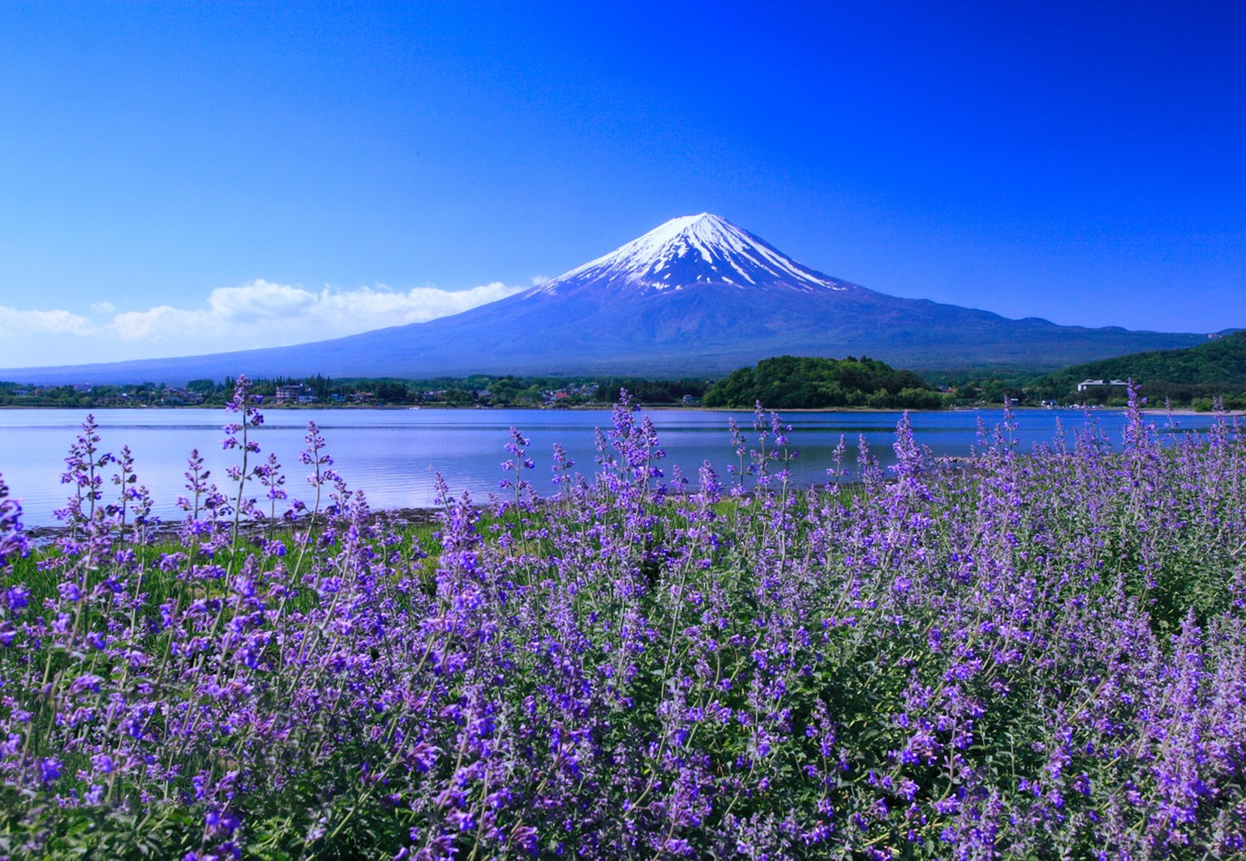 Lavender blooms in early summer at Oishi Park, creating a romantic encounter with Mount Fuji.
