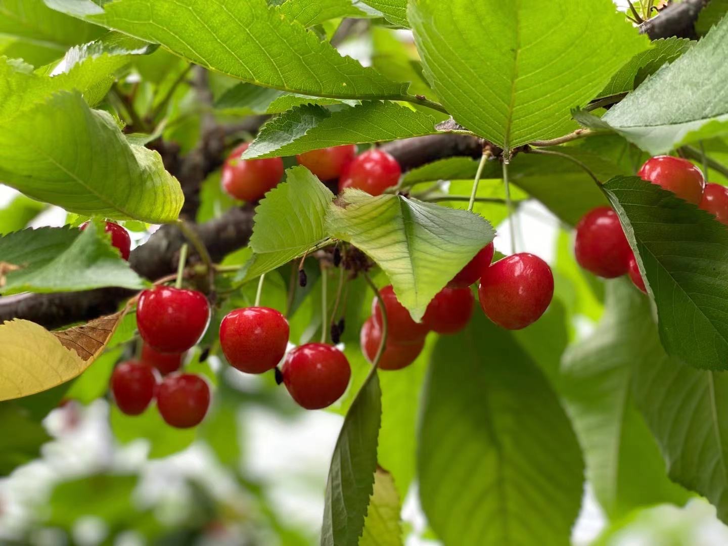 [Tokyo] Yearround seasonal Japanese fruit picking & Initial D hot