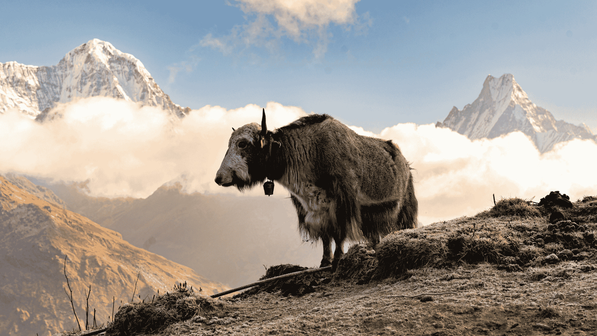 Pokhara Mardi Himal Private Multi-Day Trekking Tour