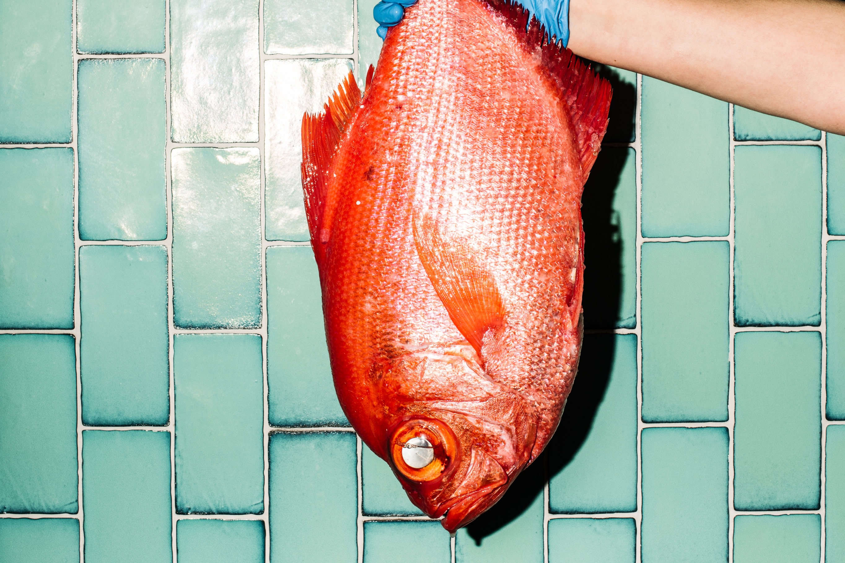 欣賞冰鎮新鮮捕獲的皇帝紅鯛魚鮮豔的色彩