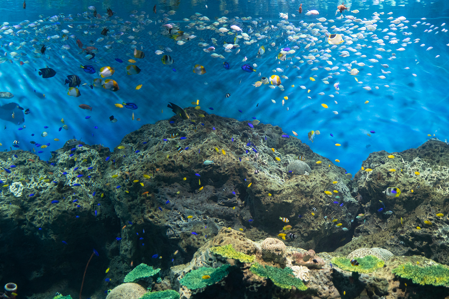 The tropical fish in Oarai Aquarium are colorful and varied, as if the colorful world of the tropical ocean has been brought to your eyes.