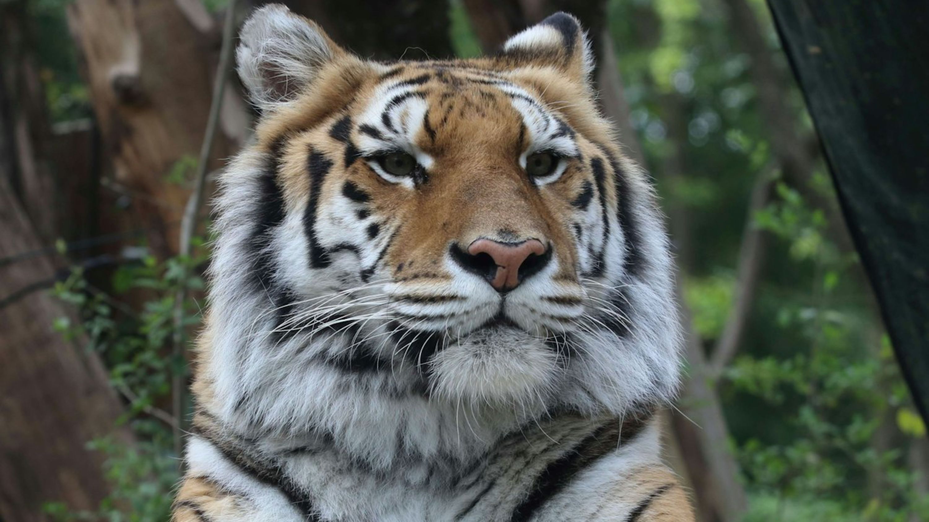 Explore one of Italy’s oldest zoological parks with over 50 years of inspiring history