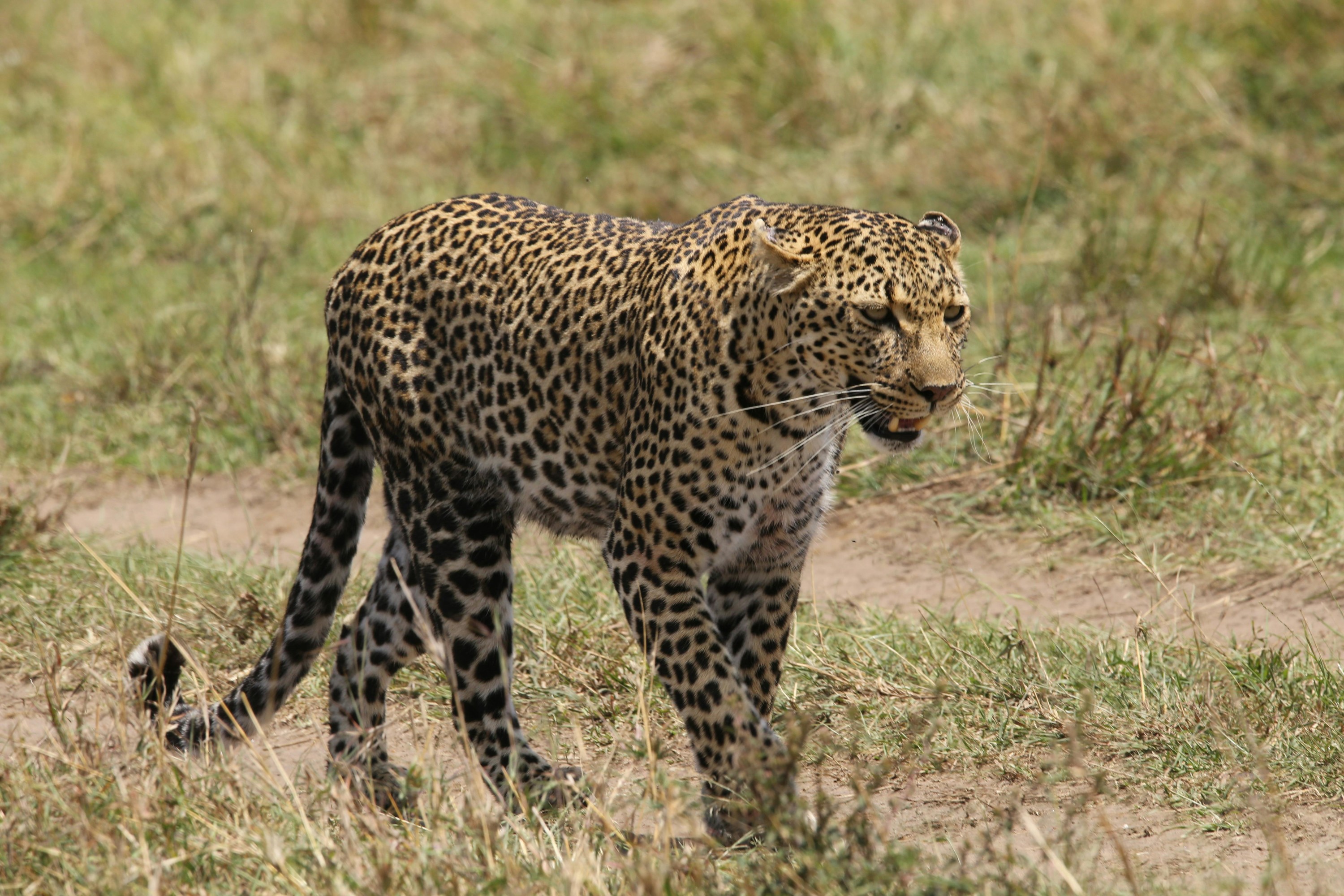 3-Day Maasai Mara Safari Adventure – Wildlife, Culture & Luxury