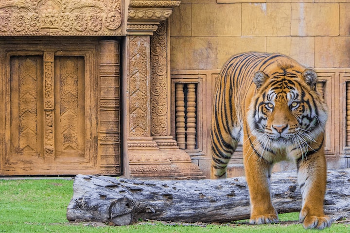 邁阿密動物園門票
