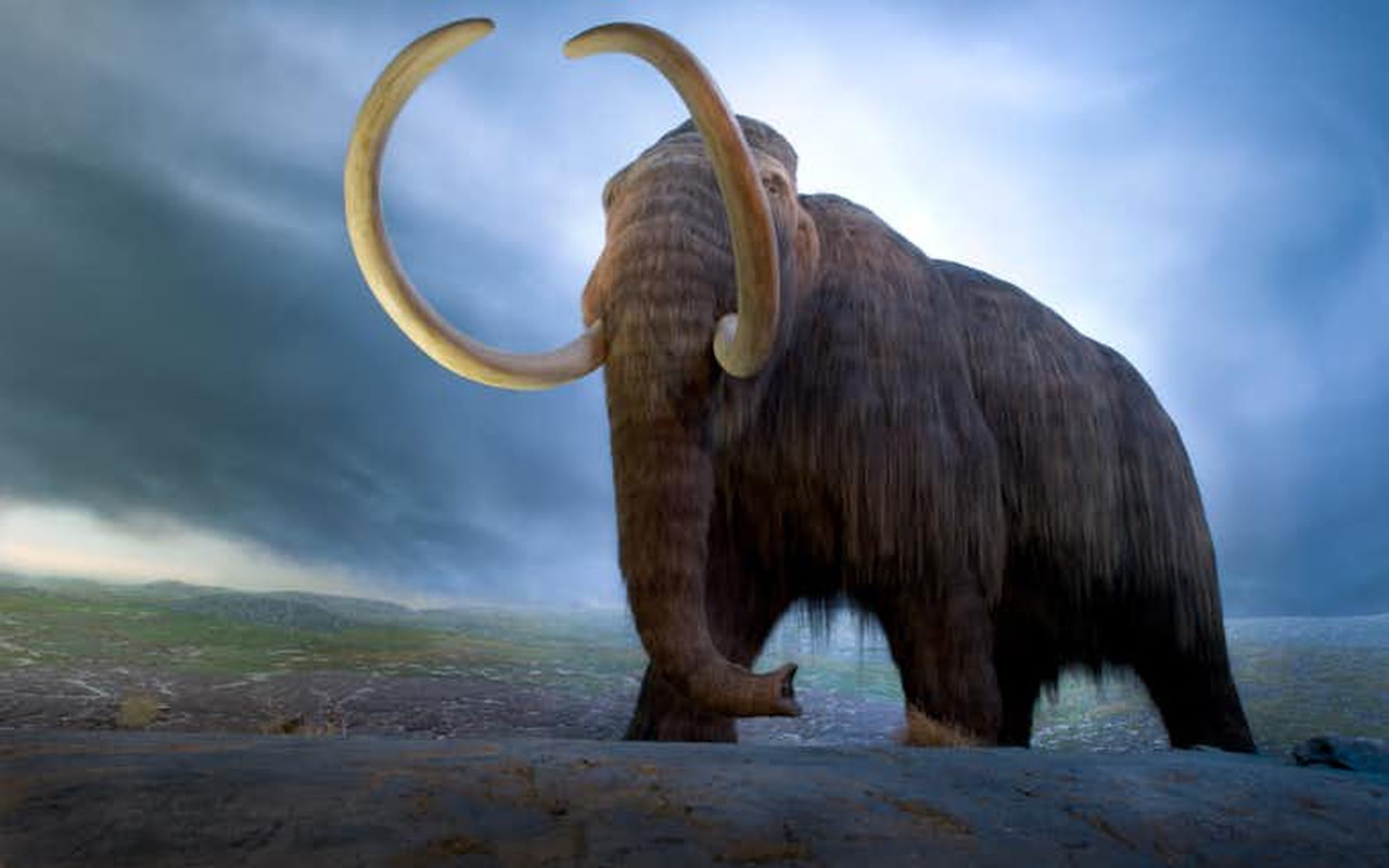 在身臨其境的「冰河時期」展區，感受傳奇長毛象的震撼魅力。

 