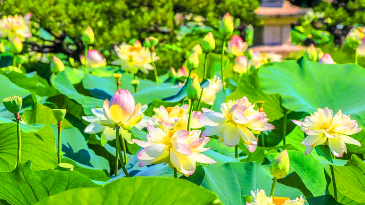 季節花卉為花園點綴上柔和色彩,自然與傳統在此溫柔交織,完美平衡。 季節花卉為花園點綴上柔和色彩,自然與傳統在此溫柔交織,完美平衡。