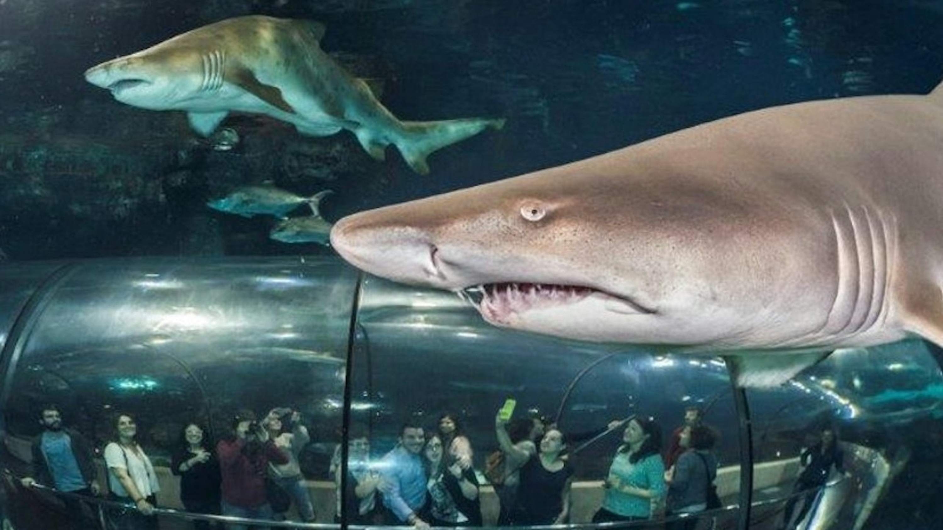 巴塞隆納水族館門票（彈性入場）