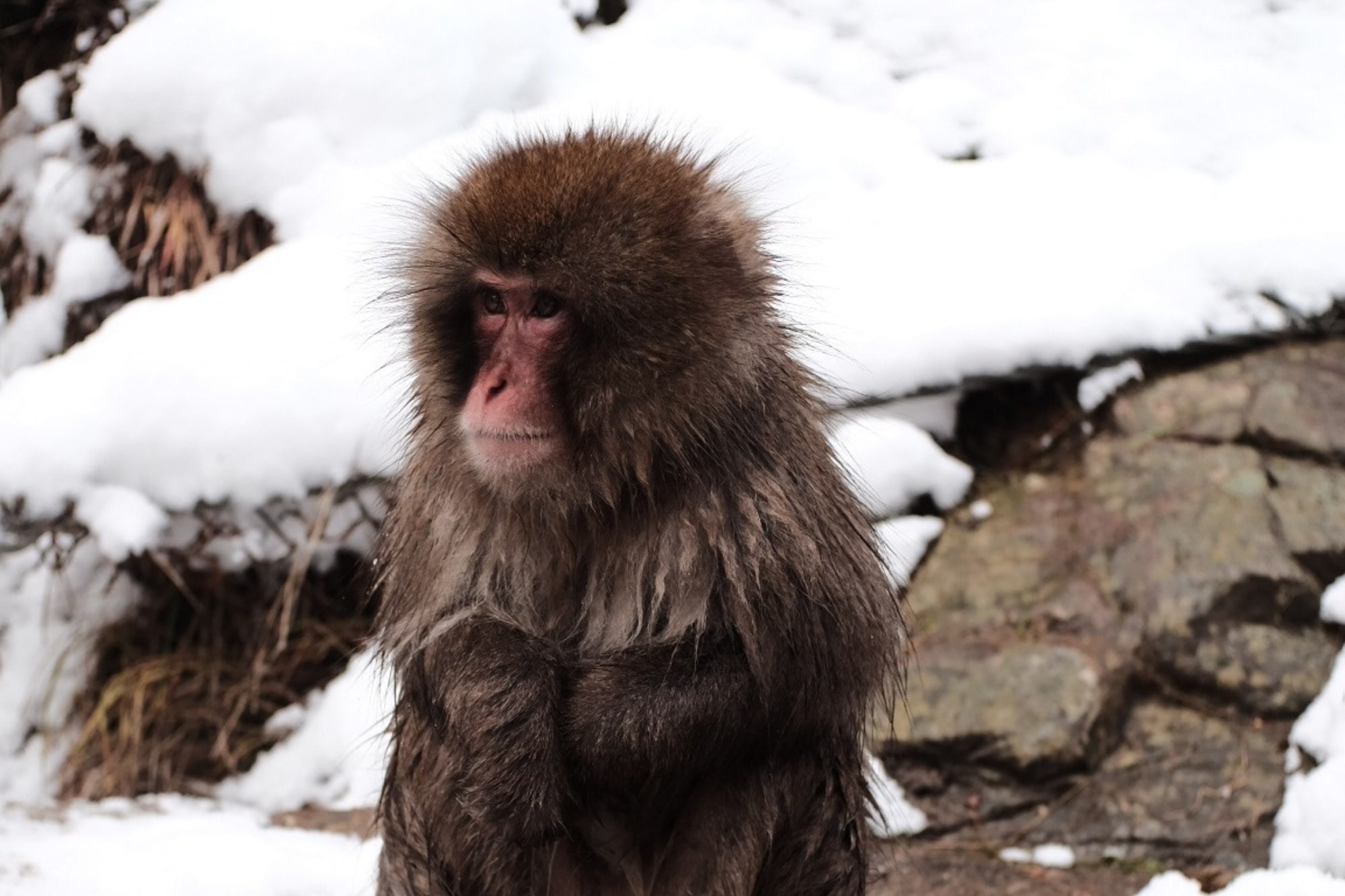 Snow monkey