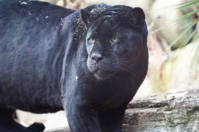 名古屋市東山動植物園 (Nagoya-City Higashiyama Zoo and Botanical Gardens)