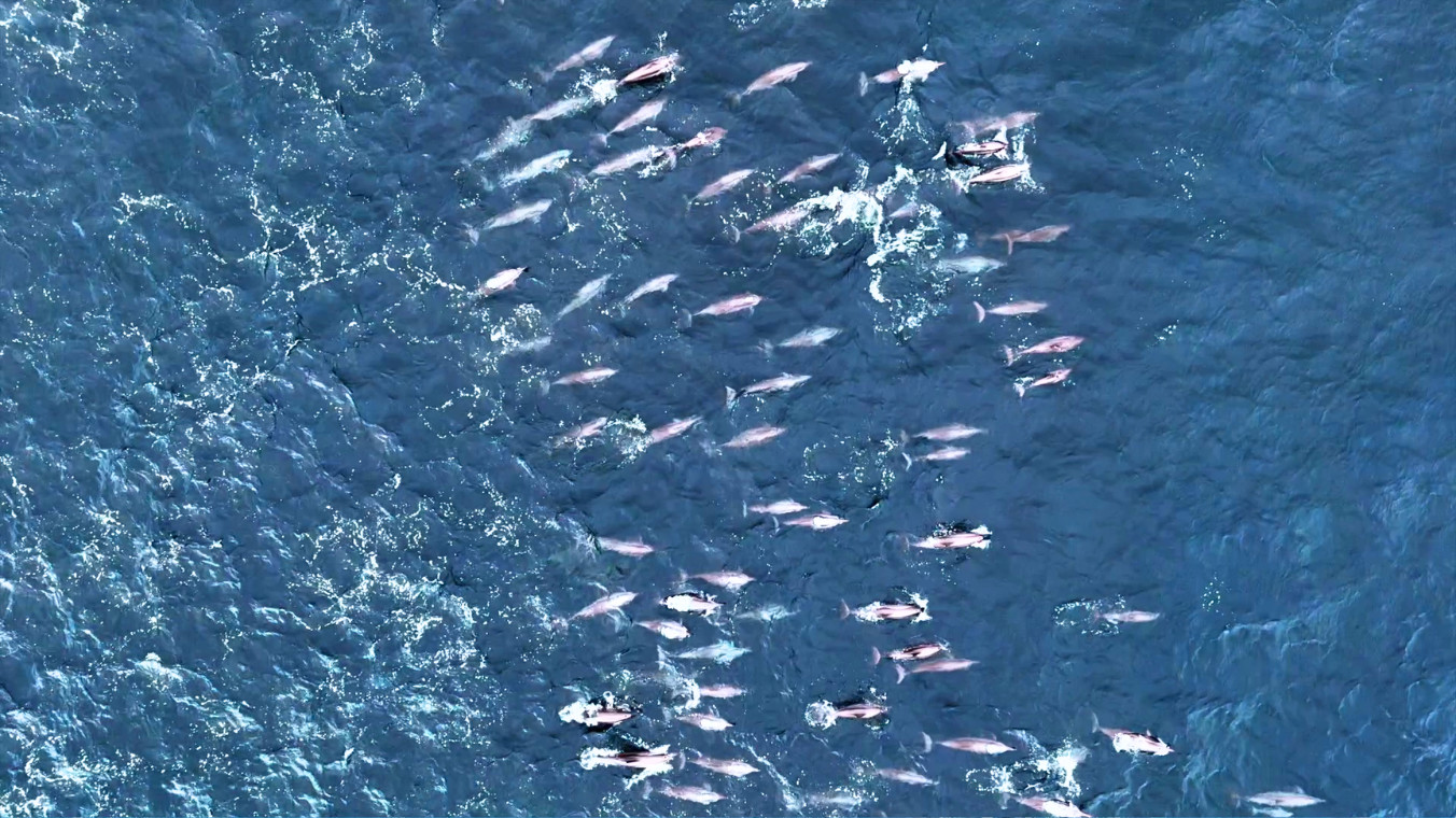 Panglao Island Hopping by Southwest Tours