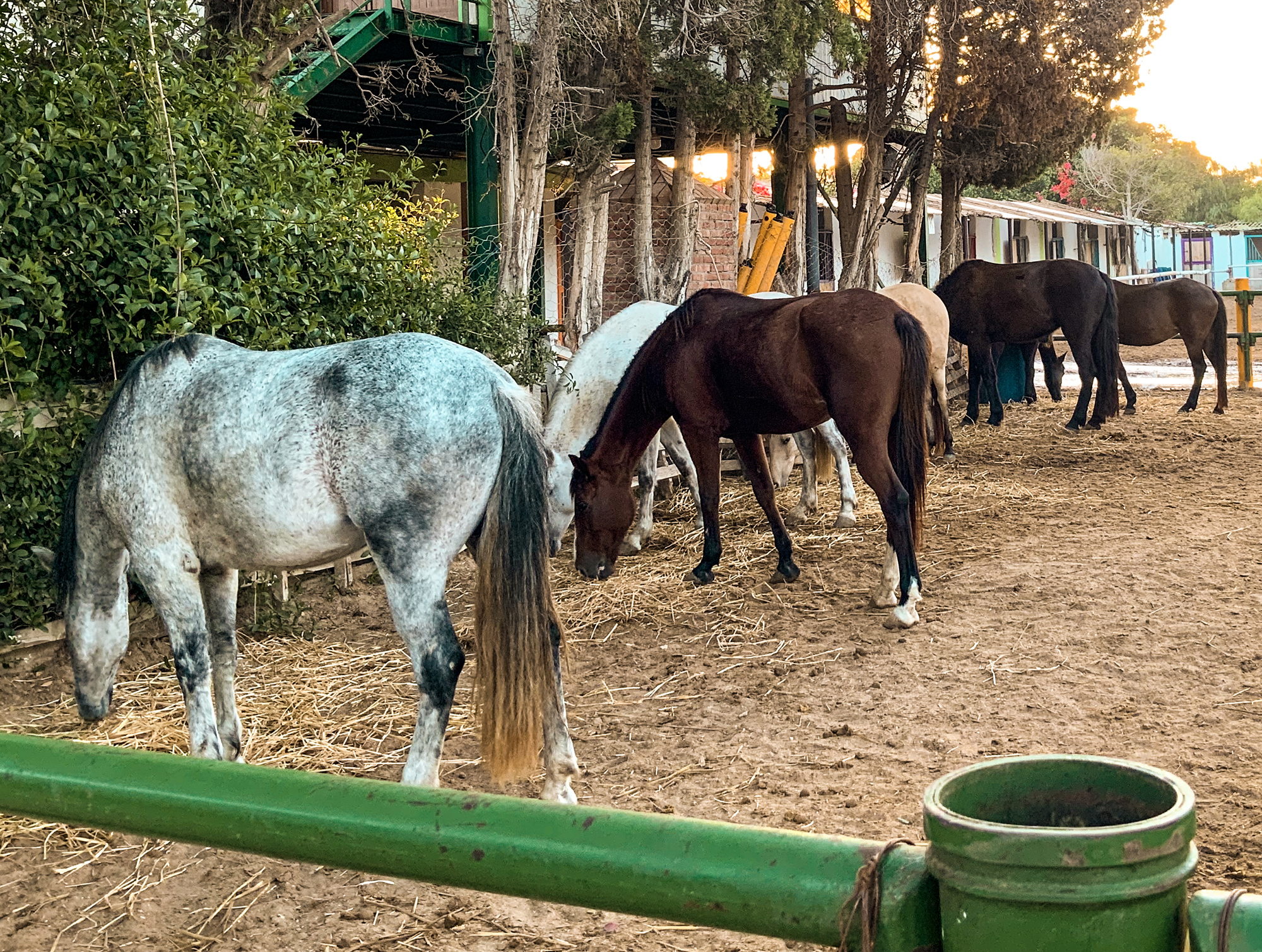 Horseback Riding in the nature