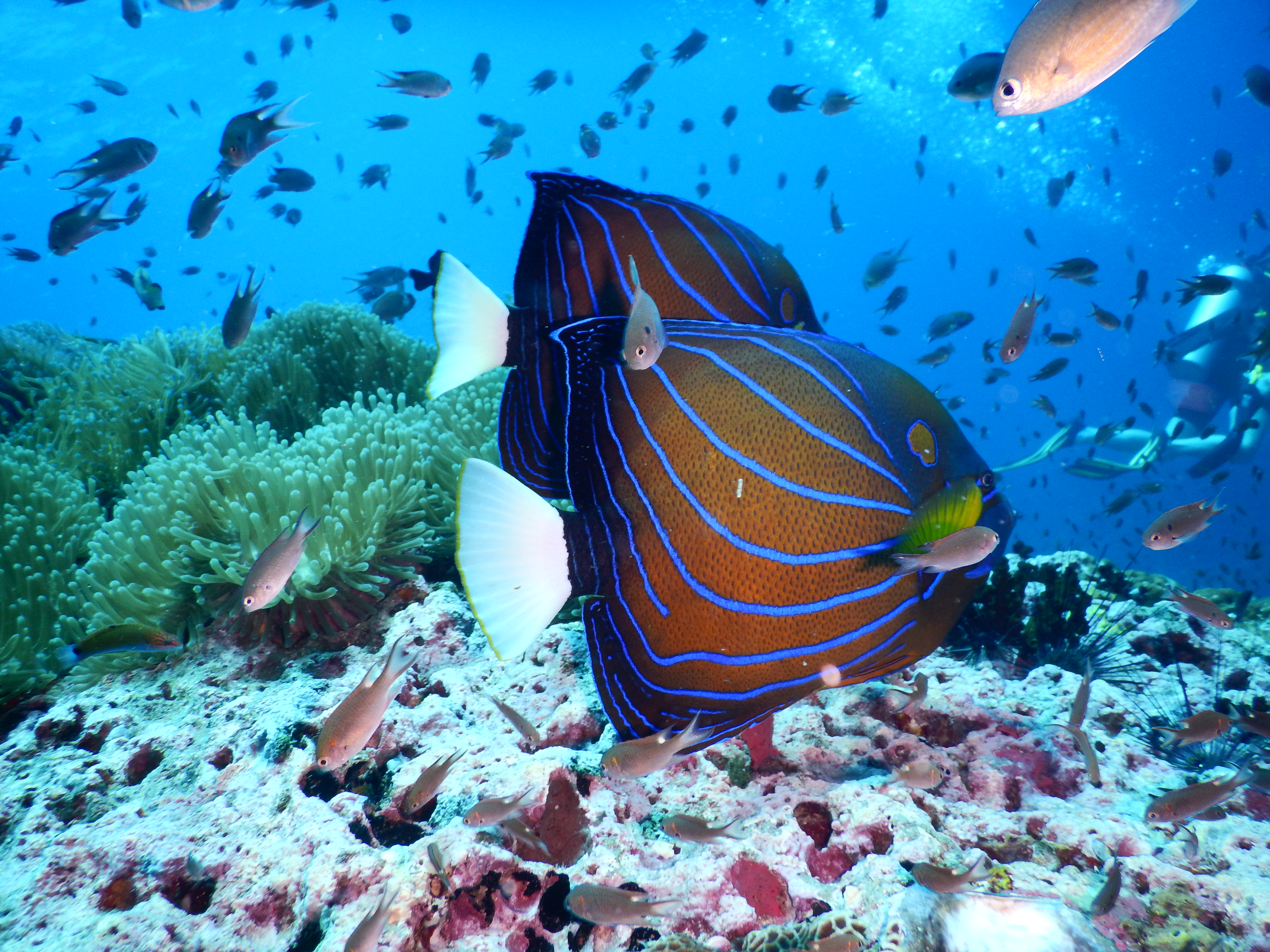 PADIオープンウォーターダイビング Eラーニング（サムイ島 / PADI 5 Star Dive Center提供）